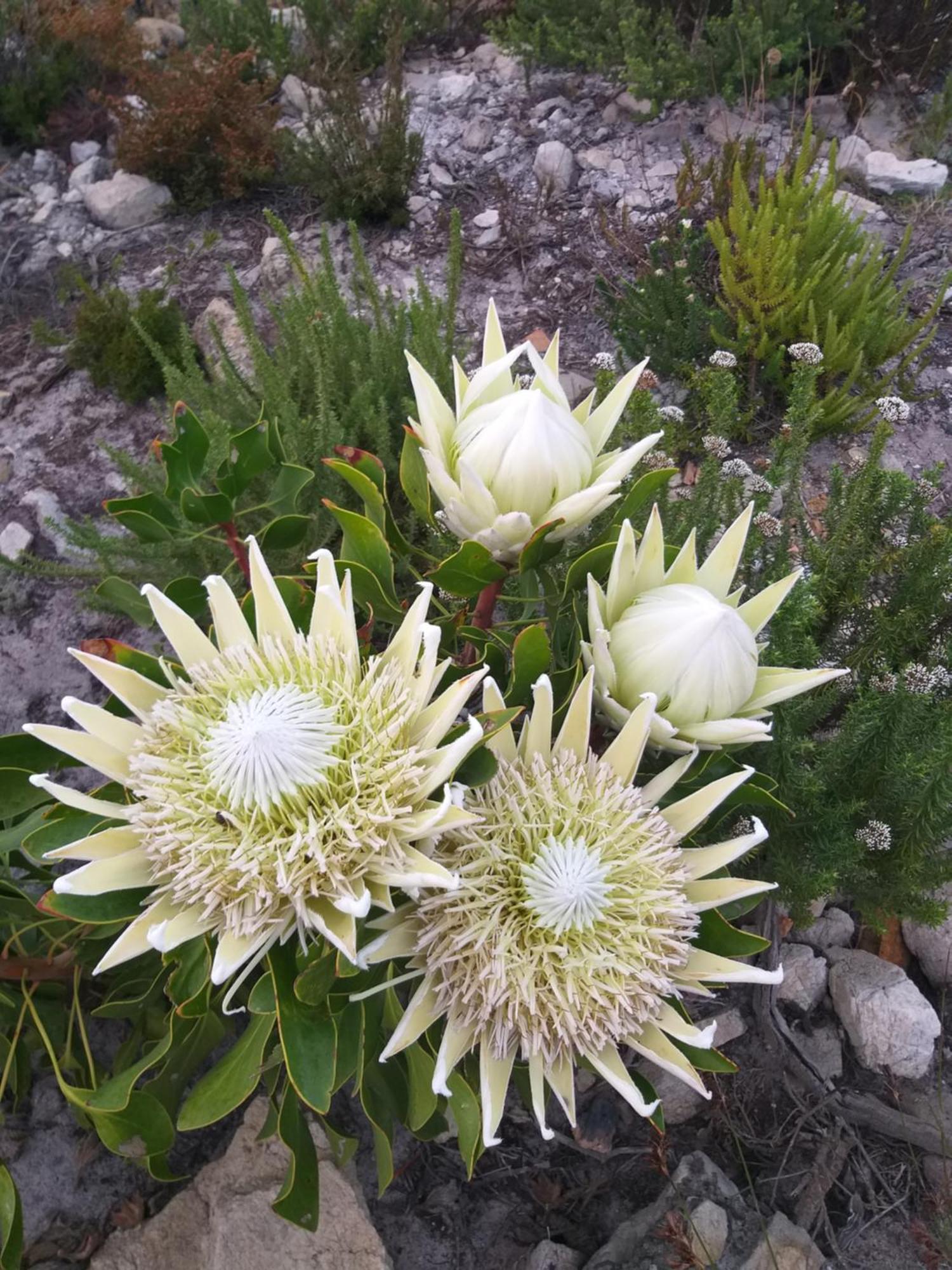 דירות Klipwerf Bettyʼs Bay מראה חיצוני תמונה